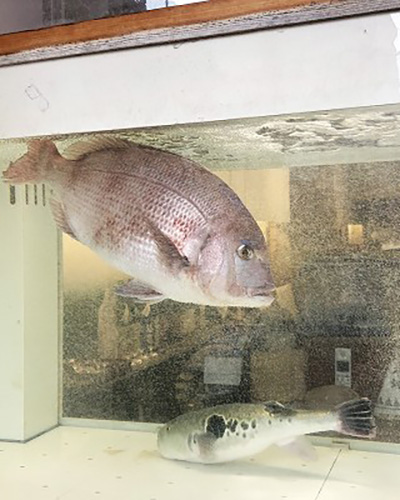 京都 柳馬場 ほん田亭