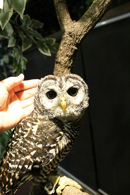 京都のフクロウの森