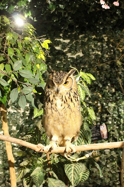 京都のフクロウの森