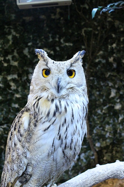 京都のフクロウの森