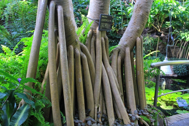 宇治市植物公園