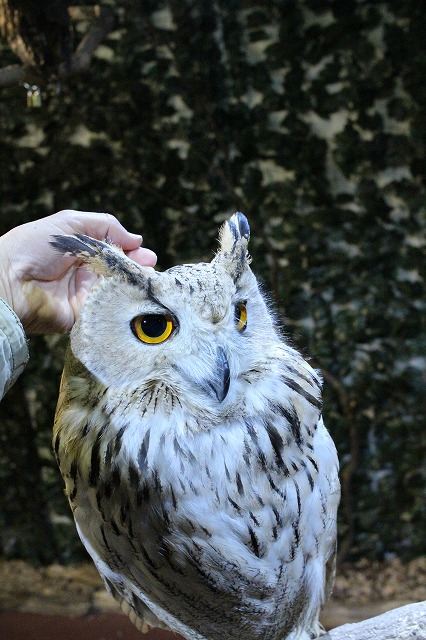 京都のフクロウの森