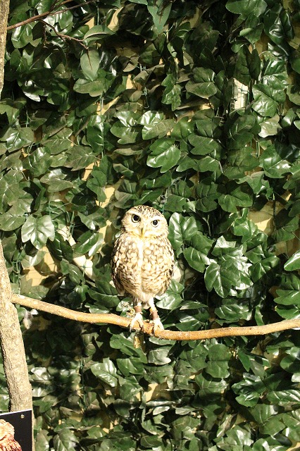 京都のフクロウの森