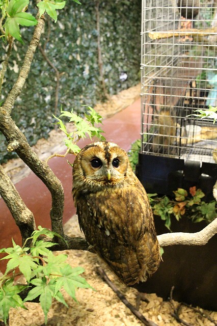 京都のフクロウの森
