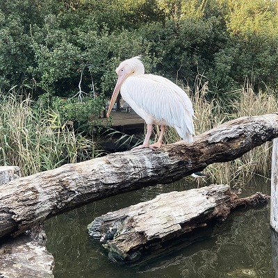 神戸どうぶつ王国