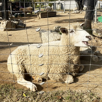神戸どうぶつ王国