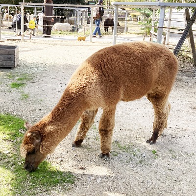 神戸どうぶつ王国