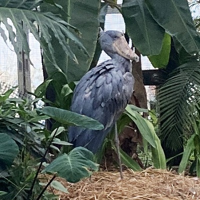 神戸どうぶつ王国