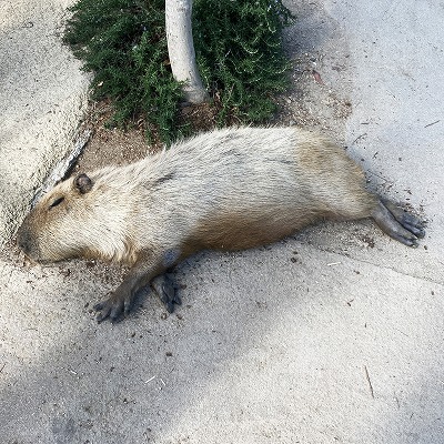 神戸どうぶつ王国