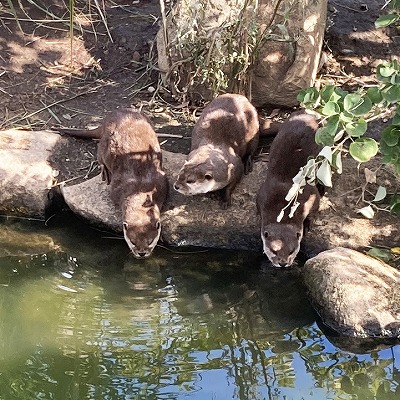 神戸どうぶつ王国