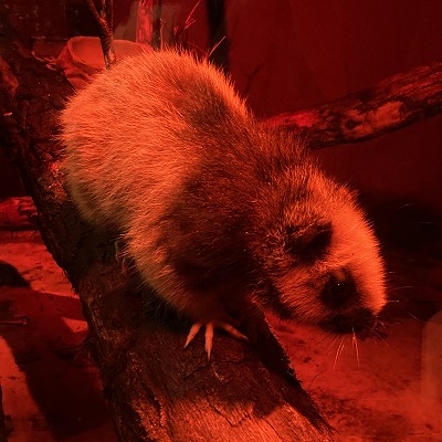 神戸どうぶつ王国