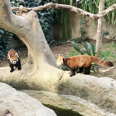神戸どうぶつ王国