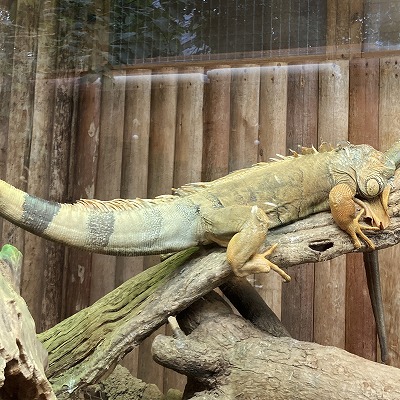 神戸どうぶつ王国