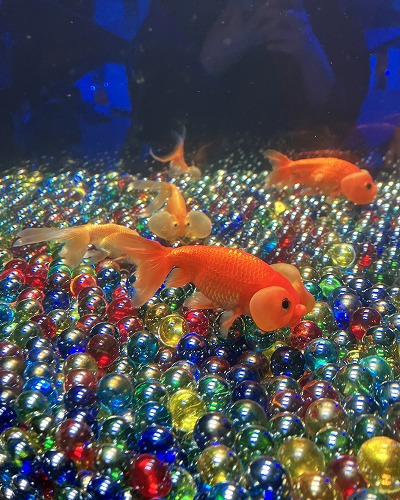 奈良金魚ミュージアム