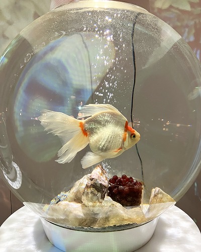 奈良金魚ミュージアム