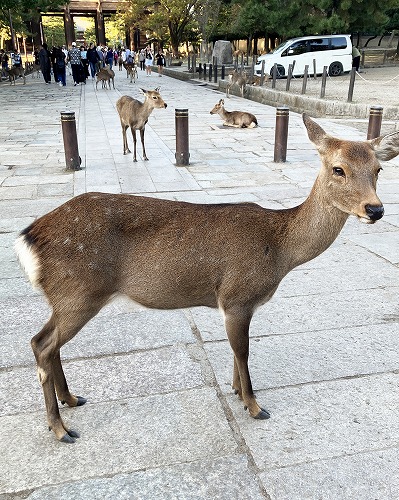 奈良公園と東大寺